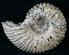 Big Douvilleiceras Ammonite - Very Heavy #15916-3
